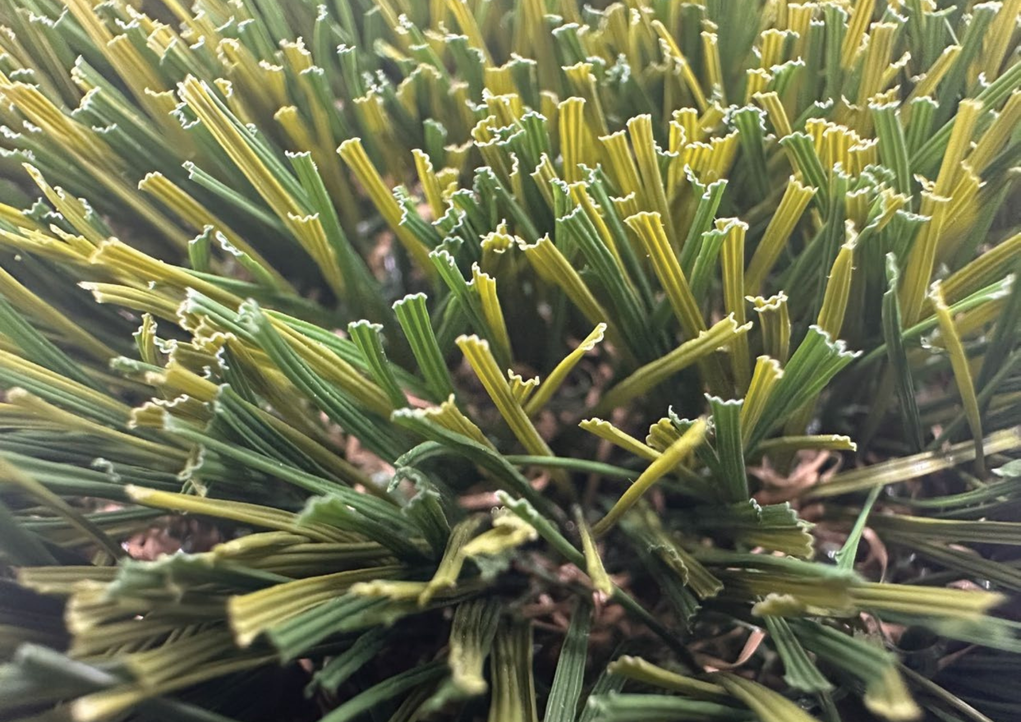Close-up of turf