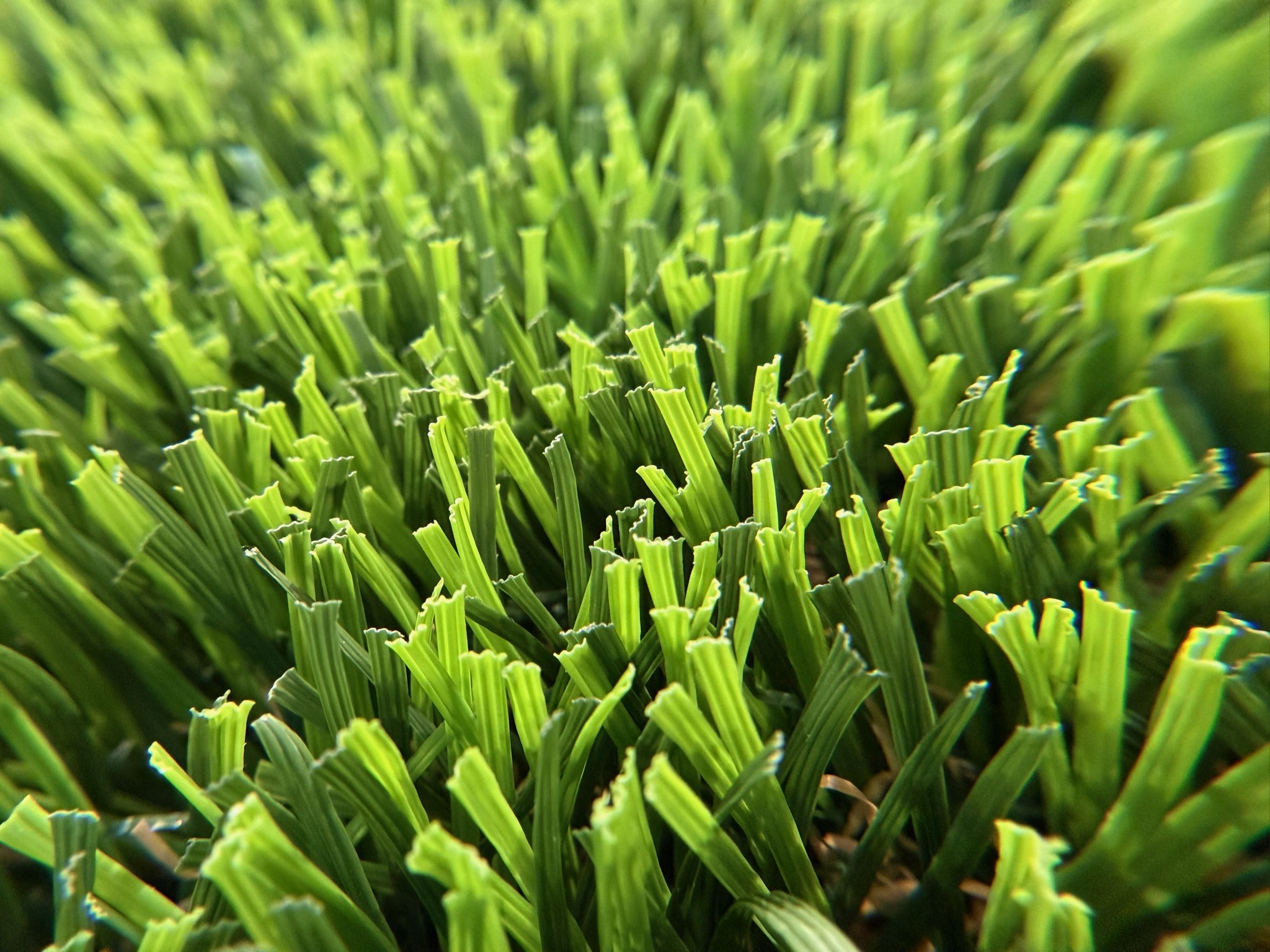 Close-up of turf