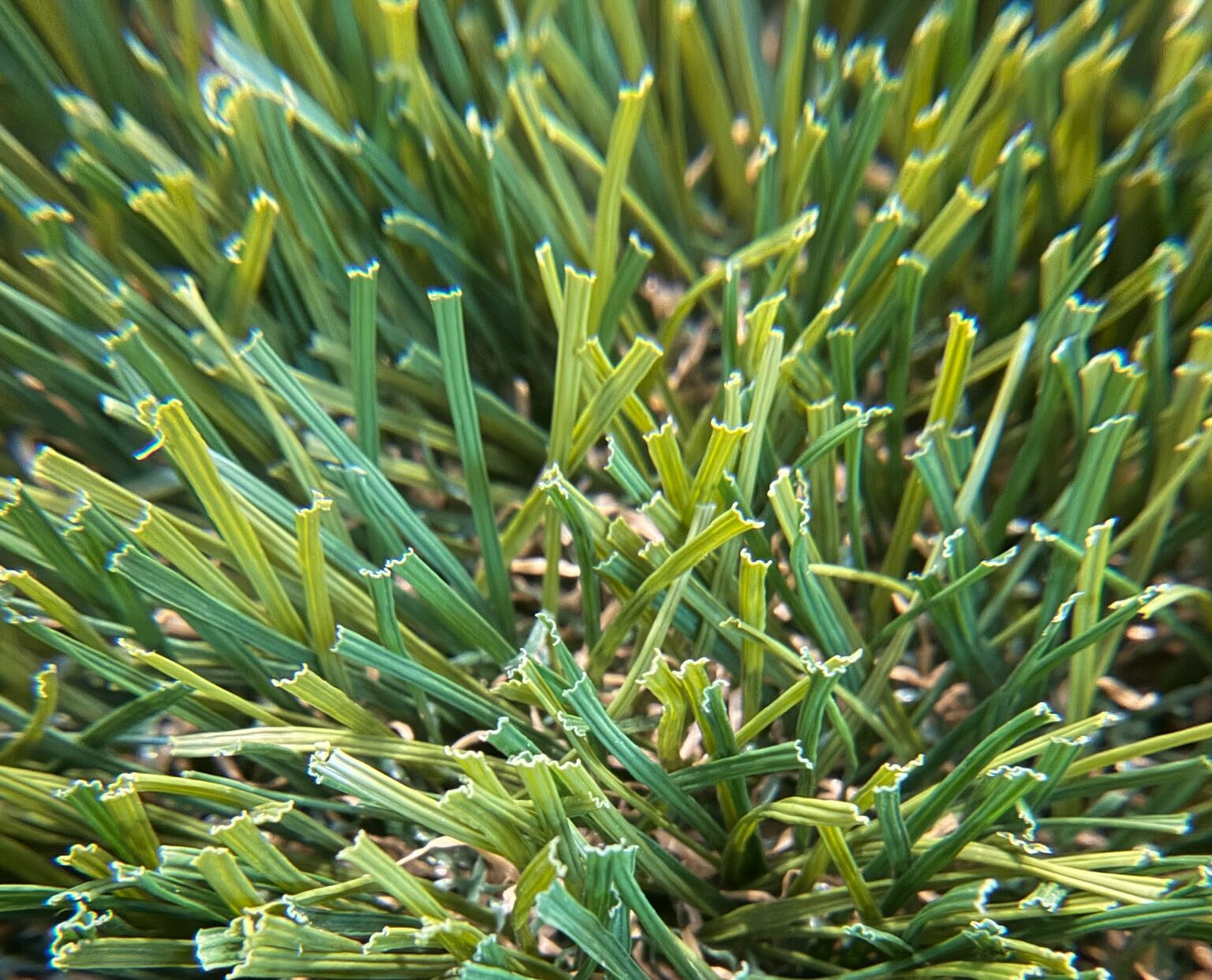 Close-up of turf