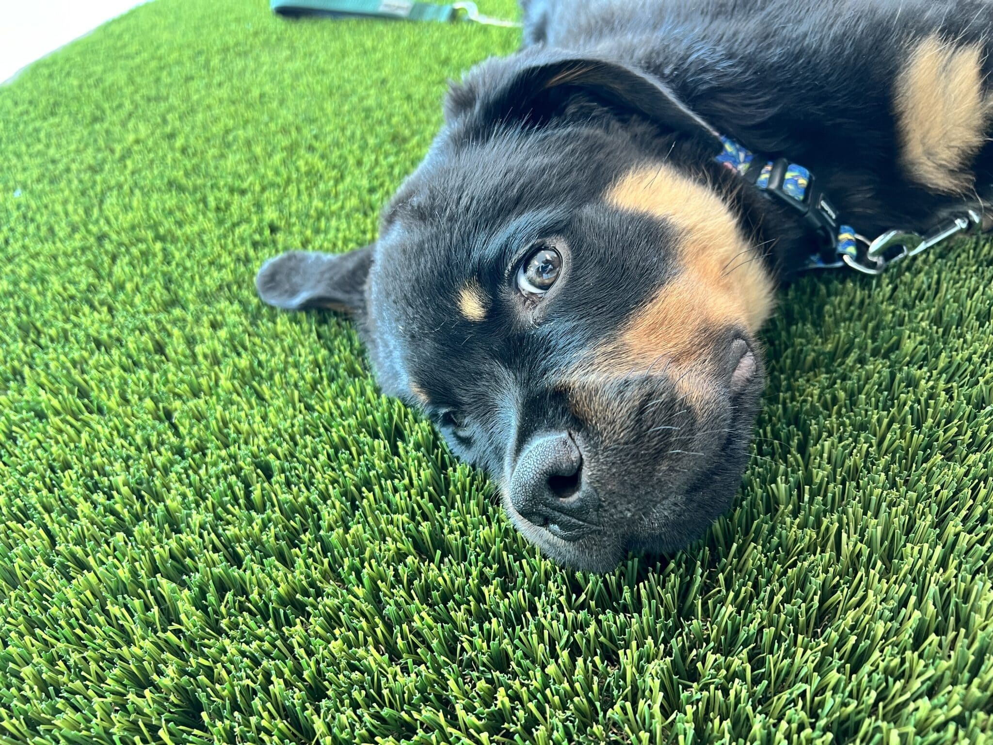 Black and brown dog laying on pet-friendly turf