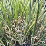 Premium 104 artificial turf