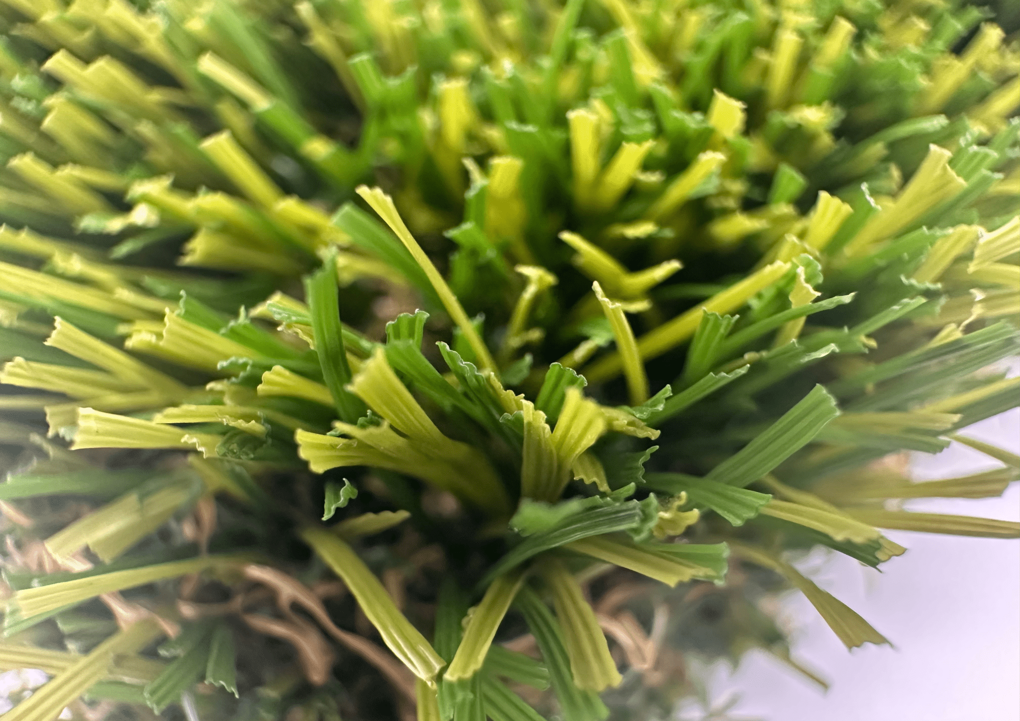 Close-up of turf