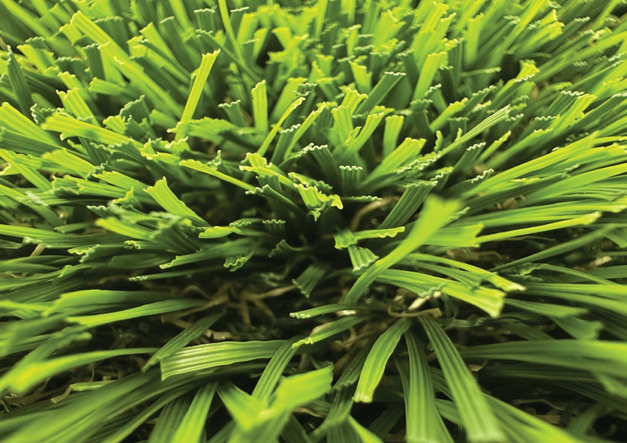 Close-up of turf