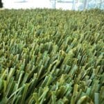 Bermuda 92 synthetic turf blade close-up