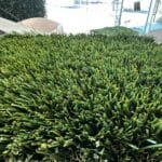 Bermuda 92 synthetic turf installed surface