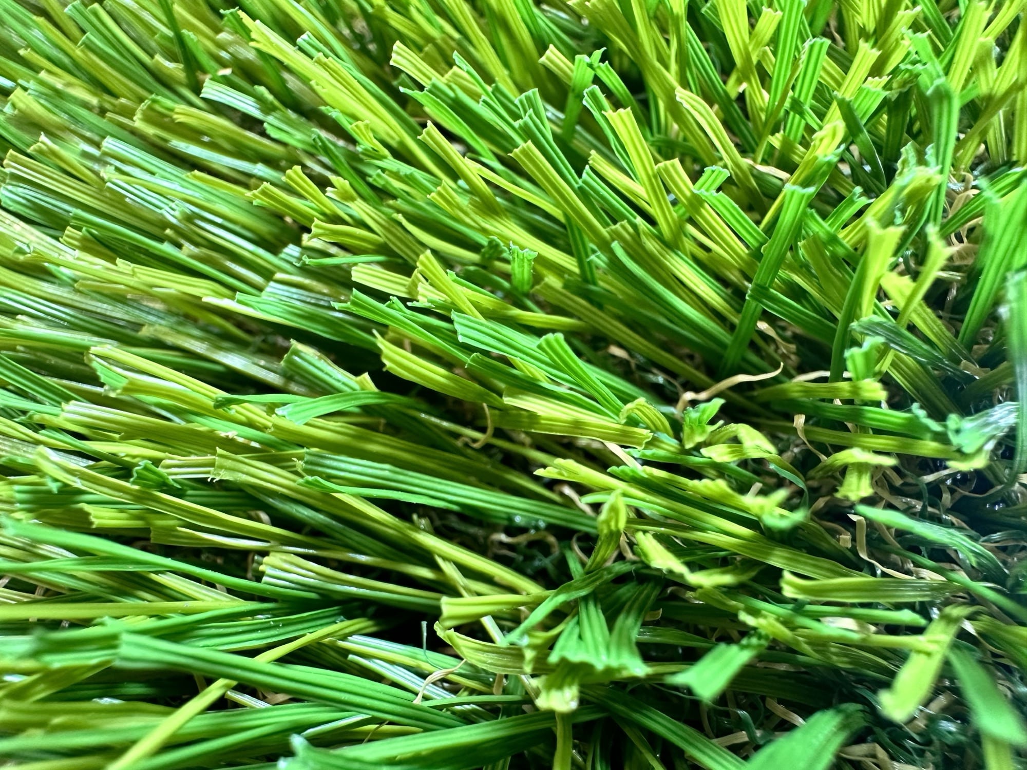 Close-up of turf