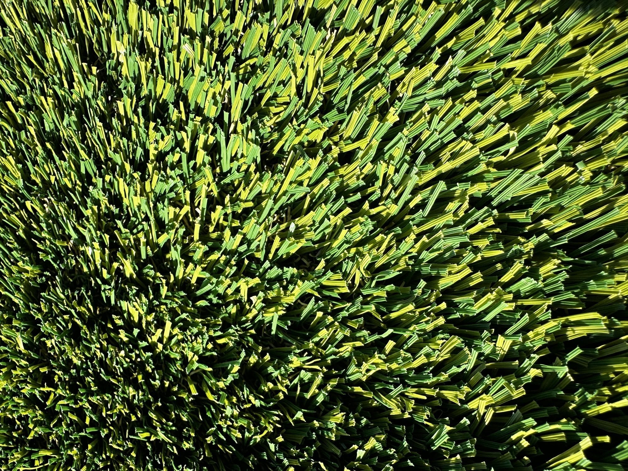 Close-up of turf