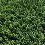 Pro 104 artificial turf