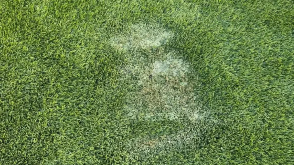 Artificial turf damaged by a hot landscaping tool resting on the surface