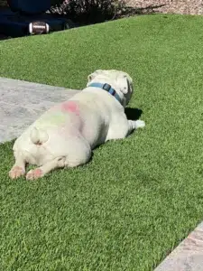 Dog lying on artificial turf in the Arizona summer sun